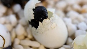 Endangered Freshwater Turtles Lay Over 100 Eggs In Australia Marking Significant Conservation Milestone