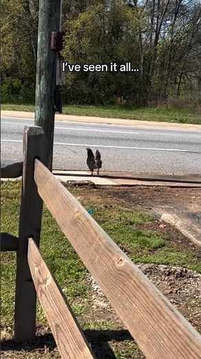 Why Did The Chicken Cross The Road Ahh Memes