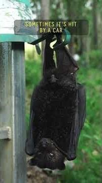 😳 Who Knew Bats Could Be This Cute?! #bats #wildlife #australia