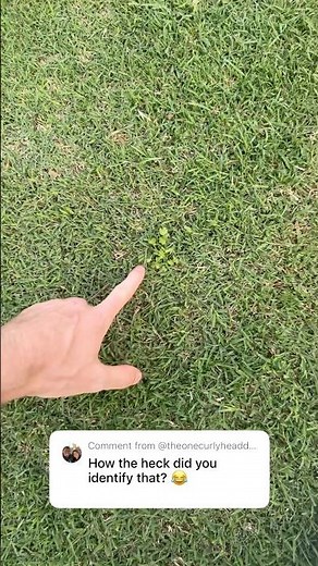 How to identify weeds in your lawn