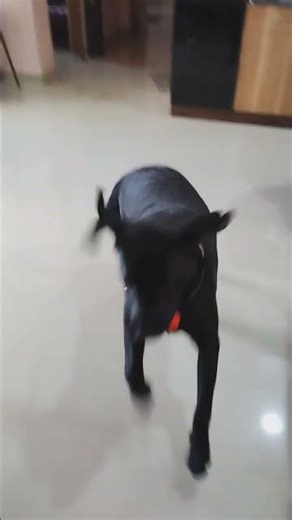 Dog lovers ! Guess the breed! Let’s see who gets it right 🐶👇#shorts #viralshorts