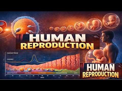 HUMAN REPRODUCTION CLASS 12 [GRADE 12 LIFE SCIENCE] THUNDEREDUC (MALE AND FEMALE STRUCTURES) M.SAIDI