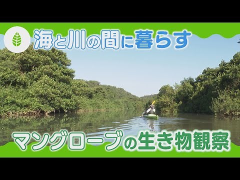 【海の教室・理科】海と川の間に暮らす マングローブの生き物観察（沖縄県）