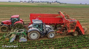 Arrachage de betteraves combiné Franquet-Gilles