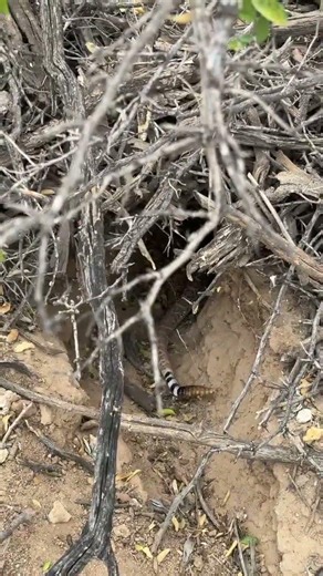 Relocation of rattlesnakes is precision work