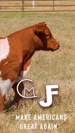 SALE DAY! ‘MAKE AMERICANS GREAT AGAIN!’ #makeamericansgreatagain #maga #frankecattle @carlmuntean #bid2win | SteerBidder
