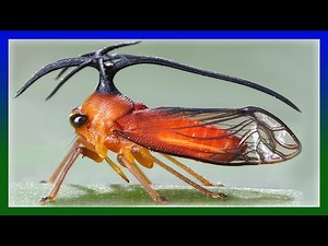 Gibt's die wirklich?! Zikaden und Buckelzirpen Makrofotografie