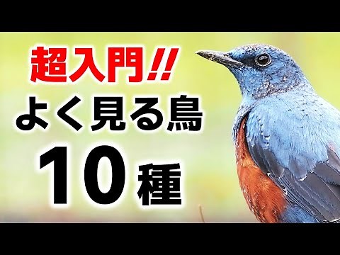 A beginner's guide to 10 common birds you'll see in the city [Explanation]