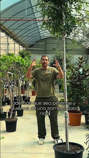 Are you looking for a tree that grows quickly, is not invasive, provides shade, and is evergreen?