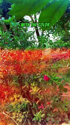 Colour grading Master class part1#capcut