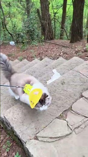 Cat Walking in the Forest | Peaceful Nature Walk with My Cute Cat | Relaxing Pet Vedio