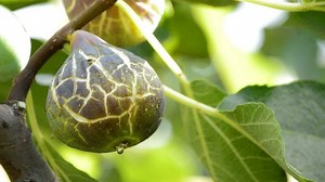 Download Ripe fig fruit hanging at branch of a fig tree for free