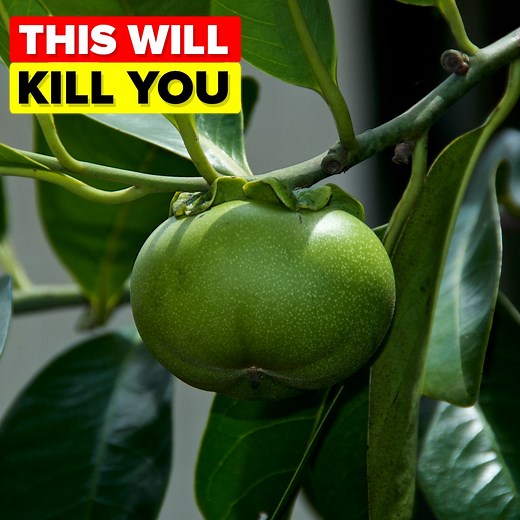 What is Death Apple and what makes it the most dangerous tree in the world? What are other plants that are very dangerous that you should avoid? | The Infographics Show
