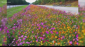 GDOT's Wildflower Program provides pop of color along state highways
