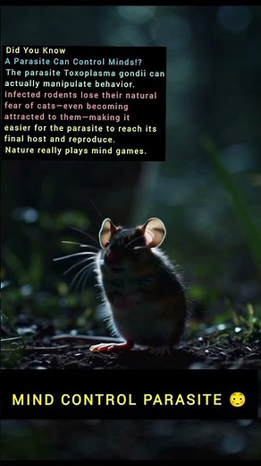 ‎Mind control is real 😳‎Toxoplasma gondii makes prey walk into danger.