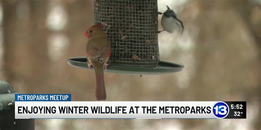 Metroparks Meetup: Enjoying winter wildlife at the Metroparks