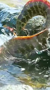 85K views · 41 reactions | Moray Eel #oceanlife #morayeel #crabs #wildlife #documentary (1) | Academia Ritmos Mix | Facebook