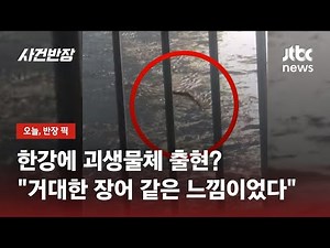 한강 헤엄치는 정체 모를 괴생명체?…반포대교서 포착 / JTBC 사건반장