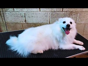 Grooming a Japanese Spitz - Haircut Transformation | Pet Grooming TV