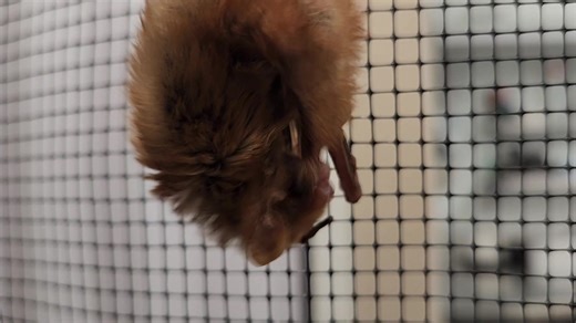 1.4K views · 373 reactions | Happy #BatBootyFriday! Gabriel the Eastern red bat is showing off the versatility of his booty this evening by giving himself a bit of a bath after dinner. Look at that little foot go! ❤️ | Bat World Sanctuary | Facebook