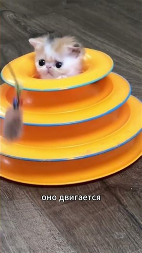 Кот понял, что его снимают… и все пошло не по плану 😳 #shorts #cat #кот #котенок