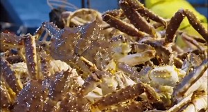 #DeadliestCatch #sighansen #jackanderson #deadliestcatch | Deadliest Sea Catch King Crab