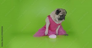 Sad about food restriction. Funny, cute female pug dog dressed in pink dress look like girl. Give up donut. Want to be slim and fit. Green screen. Funny animal concept. Diet concept