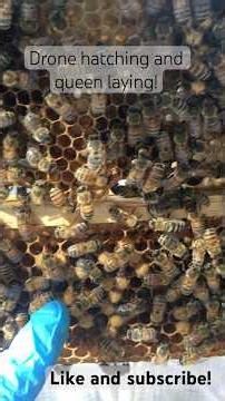Inside the Beehive: Queen Bee Laying Eggs & Drone Hatching Up Close! (Green Marked Queen Explained)