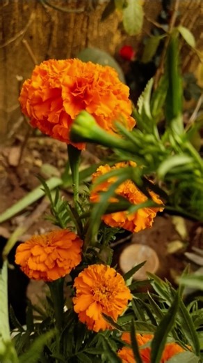 #flowers🌹🌹🌹🌹hi 🌺🌹🌹🌺🌹#vlogs #song #hindisong #love #music #bollywood