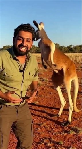 Funny Boxing Match with a Kangaroo! 🥊😂 #funnyshorts #funnyanimals