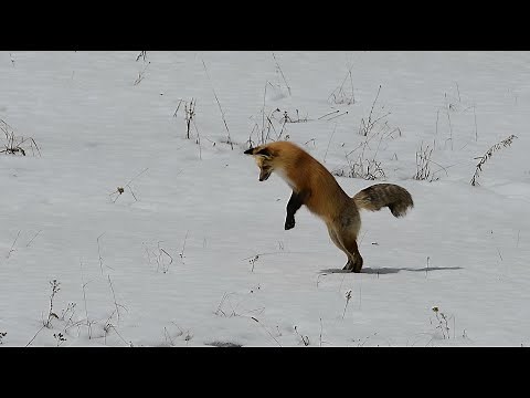 Fox Pouncing on Dinner