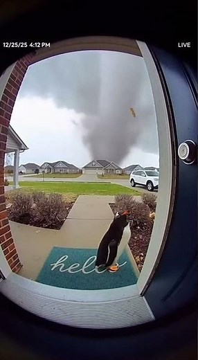 Penguin Tornado Alert! #penguin #tornado #doorbellcam