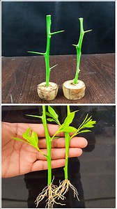 Easiest & simple way to grow pomelo plant #highlights #reels #gardening #lemoncutting #l#lemon #grafting | DIY IndoorGarden