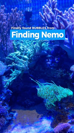 Bubble from Finding Nemo | the yellow tang fish