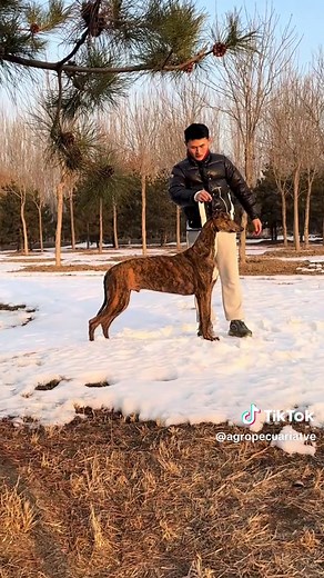 GREYHOUND: EL PERRO MÁS RÁPIDO DEL MUNDO El Greyhound es considerado el perro más rápido del mundo, capaz de alcanzar entre 70 y 72 km/h en distancias cortas. Originario del Reino Unido, con raíces antiguas en Egipto y Medio Oriente, su cuerpo está diseñado para la velocidad: pecho profundo, columna flexible y patas largas y musculosas. Puede llegar a su máxima aceleración en apenas 30 metros. Aunque es un atleta nato, en casa suele ser tranquilo y sorprendentemente relajado. #Greyhound 🐕💨 #Pe