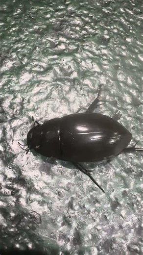 Cockroach Close-Up | Amazing Insect World 🪳