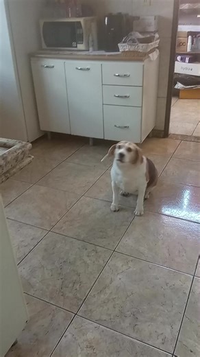 Funny Beagle Videos for Pet Lovers