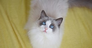 Ragdoll Kitten’s Strategic Vertical Walk Looks Like Cutest Optical Illusion