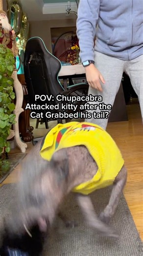 VICIOUS ATTACK: Caught on camera CHUPACABRA Attacked CAT For Grabbing his Tail