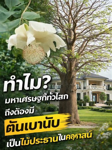 🌍 ทำไม? ต้นเบาบับ (Adansonia digitata) ถึงถูกเรียกว่าต้นไม้แห่งชีวิต (Tree of Life) พบกับสายพันธุ์ดิจิทาทาที่คนไทยนิยมปลูกเป็นไม้ประธานมากที่สุด ด้วยลำต้นที่ใหญ่ยักษ์ดูทรงพลังและอายุยืนนับพันปี จุดเด่นคือโตเร็ว ดอกสวยสง่า และที่หลายคนไม่รู้คือผลข้างในกินได้ มีวิตามิน C สูงกว่าส้มถึง 6 เท่า! คุ้มค่าทั้งในแง่การลงทุนประดับบารมีและประโยชน์ใช้สอย ใครที่อยากยกระดับบ้านให้ดูภูมิฐานและมีสตอรี่ที่น่าสนใจ ห้ามพลาดกิ่งพันธุ์คัดเกรดรอบนี้ครับ #ต้นเบาบับ #เบาบับดิจิทาทา #ไม้ประธาน #ต้นไม้หายาก #creatorsear