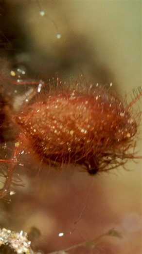 The hairy shrimp (Phycocaris simulans) is a tiny, camouflaged crustacean found in coral reefs and muck diving sites. Measuring just a few millimeters, it resembles bits of algae due to its fine, hair-like structures. Its coloration varies, blending with surroundings, making it a rare find and a favorite among underwater macro photographers. Critter Republic Dive Center #hairyshrimp #macrophotography #underwatermacro #tinycritters #muckdiving #underwaterphotography #critterhunt #marinelife #scuba