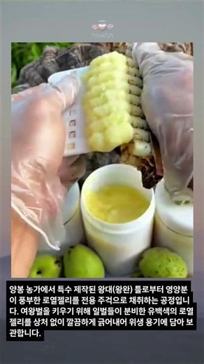 일벌들이 모은 유백색 로열젤리 대량 수확 과정 #professional #skills #harvest #agriculture #nature #ローヤルゼリー