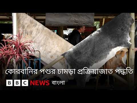 কোরবানির পশুর চামড়া নিজে ব্যবহারের জন্য সংরক্ষণ করবেন যেভাবে | BBC Bangla