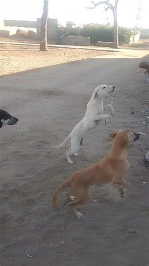 ماذا يحدث عندما يرى الكلب الخبز؟ 😳#Dogs #FunnyDogs #Roti #DesertLife #ViralVideo#DogFight #Trendin