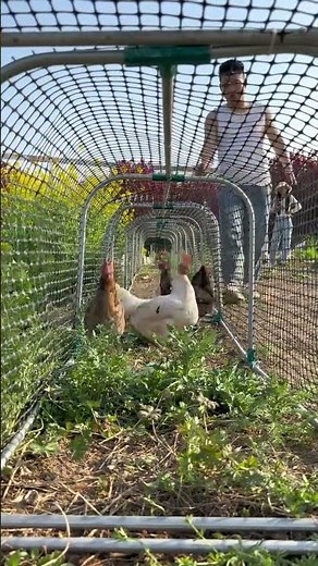 Tunnel-Style Chicken Coop Run | Essential Poultry Farming Setup#PoultryFarming #ChickenRun