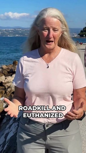 AAFCO standards are so pathetically low, they'd approve cardboard in your dog's food... 😱 The same body that allows roadkill and euthanized animals in pet food calls kibble "complete and balanced." The reality? Dogs are sicker than ever. → Cancer rates through the roof → Chronic allergies everywhere → Digestive issues in every breed This isn't coincidental - it's cause and effect. I spent 30 years watching pets get sicker on "premium" kibble. Then I learned Traditional Chinese Medicine and ever