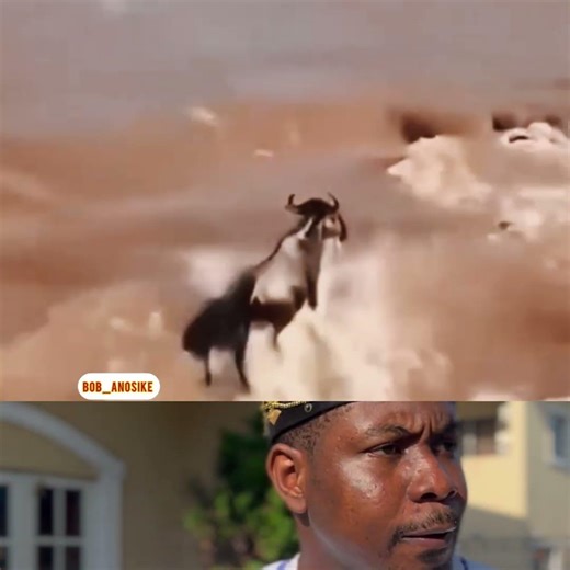 Wildebeest smartly throws itself and Lion into the river to evade capture 😁