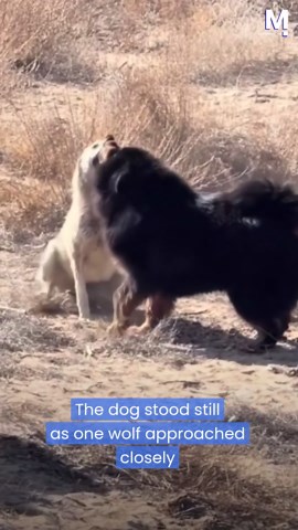 Wolves circle mastiff in tense face-off