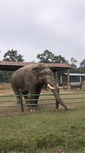 Wild Elephant Ronaldo: Strength and Serenity in Nature
