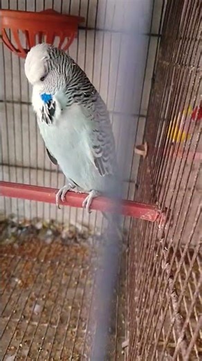 Exhibition budgie ✨ #birds #budgies